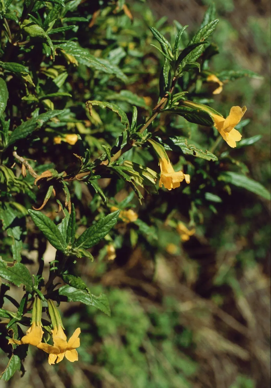 Orange Monkey Flower (Mimulus 'Orange') — Mimulus 'Orange' performs best with consistent moisture