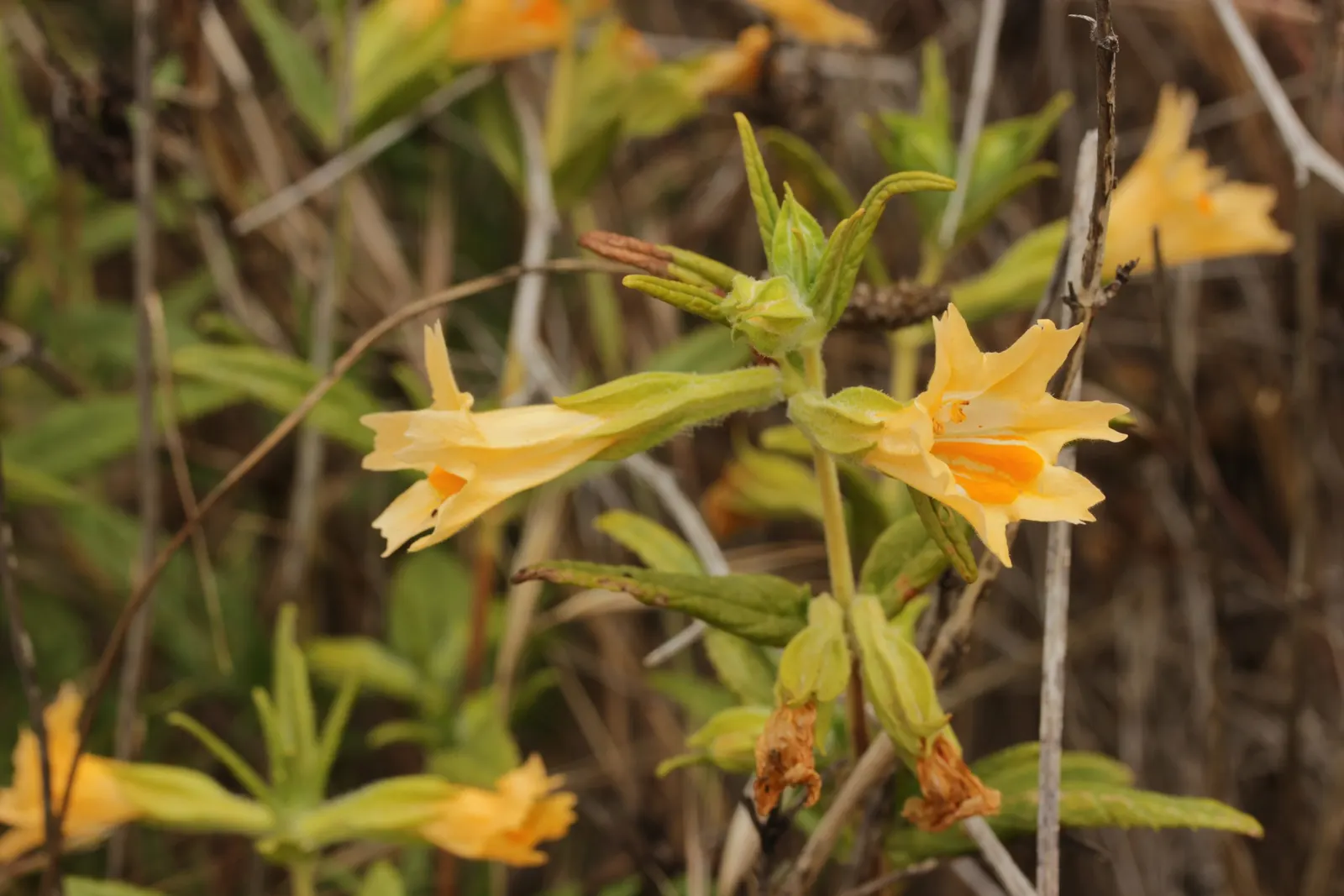 Orange Monkey Flower (Mimulus 'Orange') — Well-draining soil is essential to prevent root rot; tolerating short periods of drought once