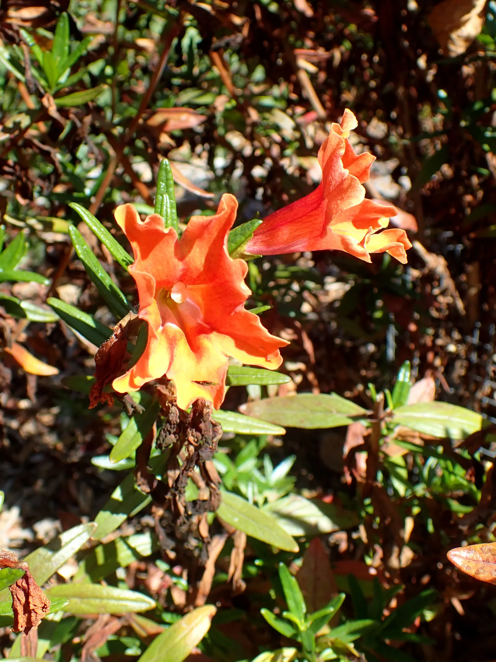 Orange Monkey Flower (Mimulus 'Orange') — This species is adaptable