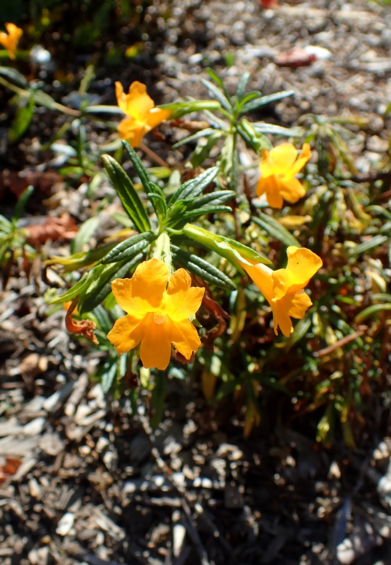 Orange Monkey Flower (Mimulus 'Orange') — thrives across USDA Hardiness Zones 6 to 10