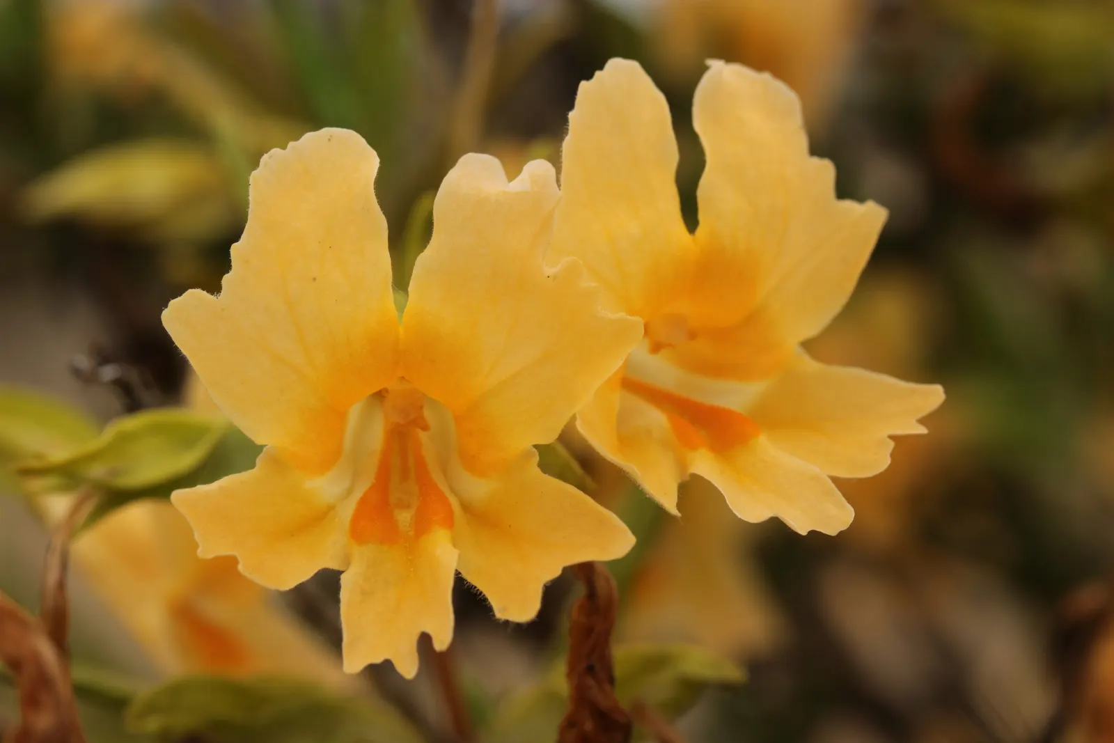Orange Monkey Flower (Mimulus 'Orange') — or even as a fresh addition to water-wise landscaping schemes