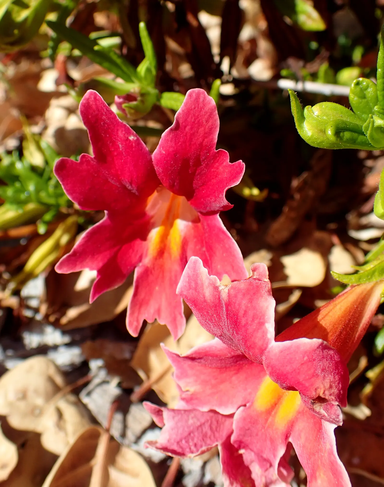 Orange Monkey Flower (Mimulus 'Orange') — perennial for full or half