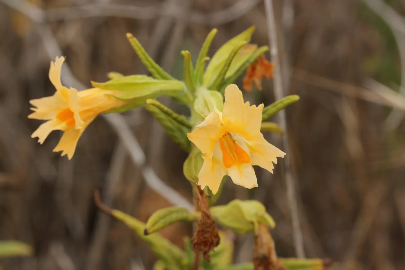 Orange Monkey Flower (Mimulus 'Orange') — commonly known as Orange Monkey Flower; it reaches 1-2 feet in height and spreads up to 2 feet, image 53
