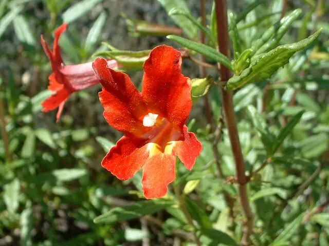 Orange Monkey Flower (Mimulus 'Orange') — enduring color that's both low-maintenance and enchanting; well-draining soil is essential to prevent root rot