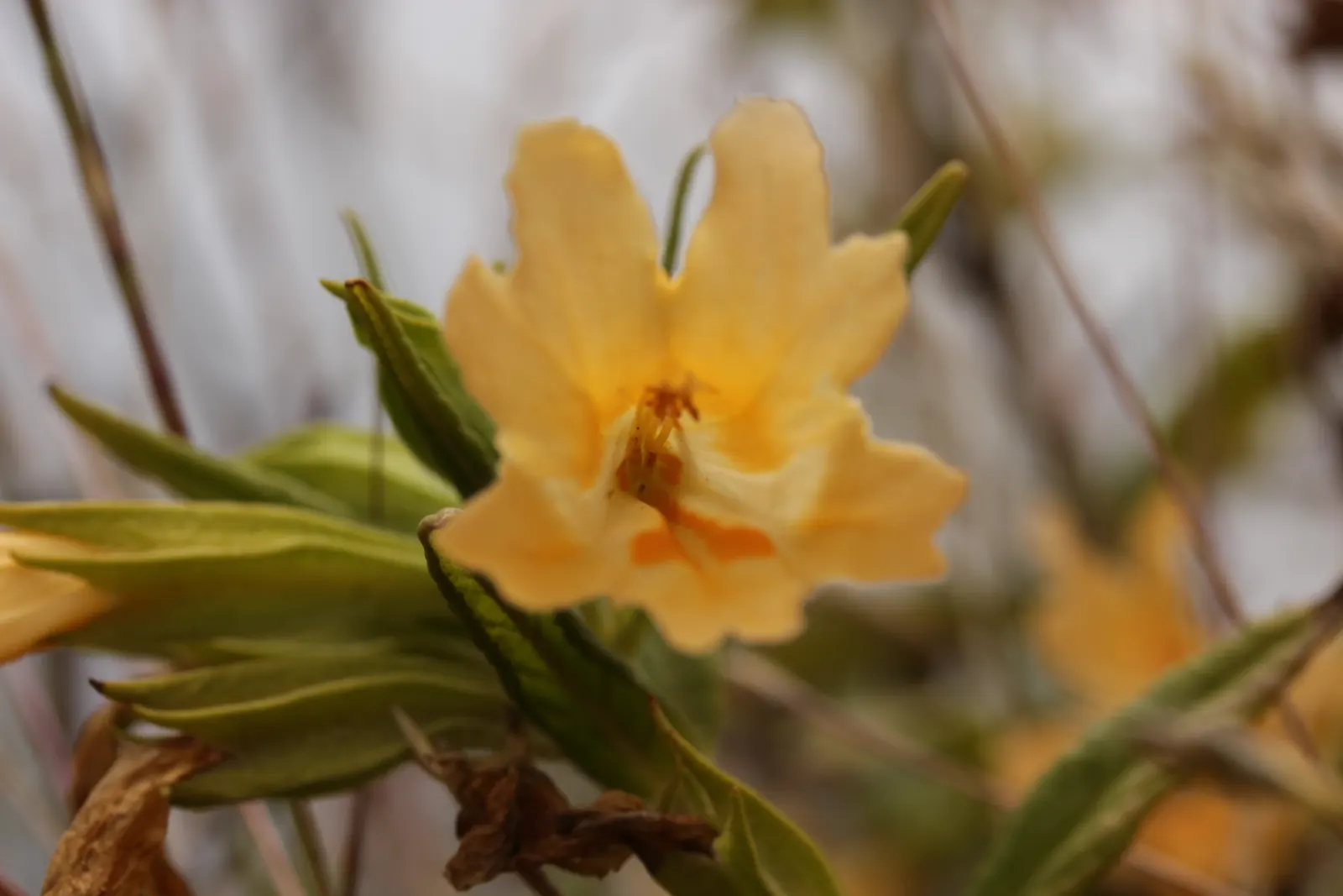 Orange Monkey Flower (Mimulus 'Orange') — It's a cheery plant that adds life to cottage gardens