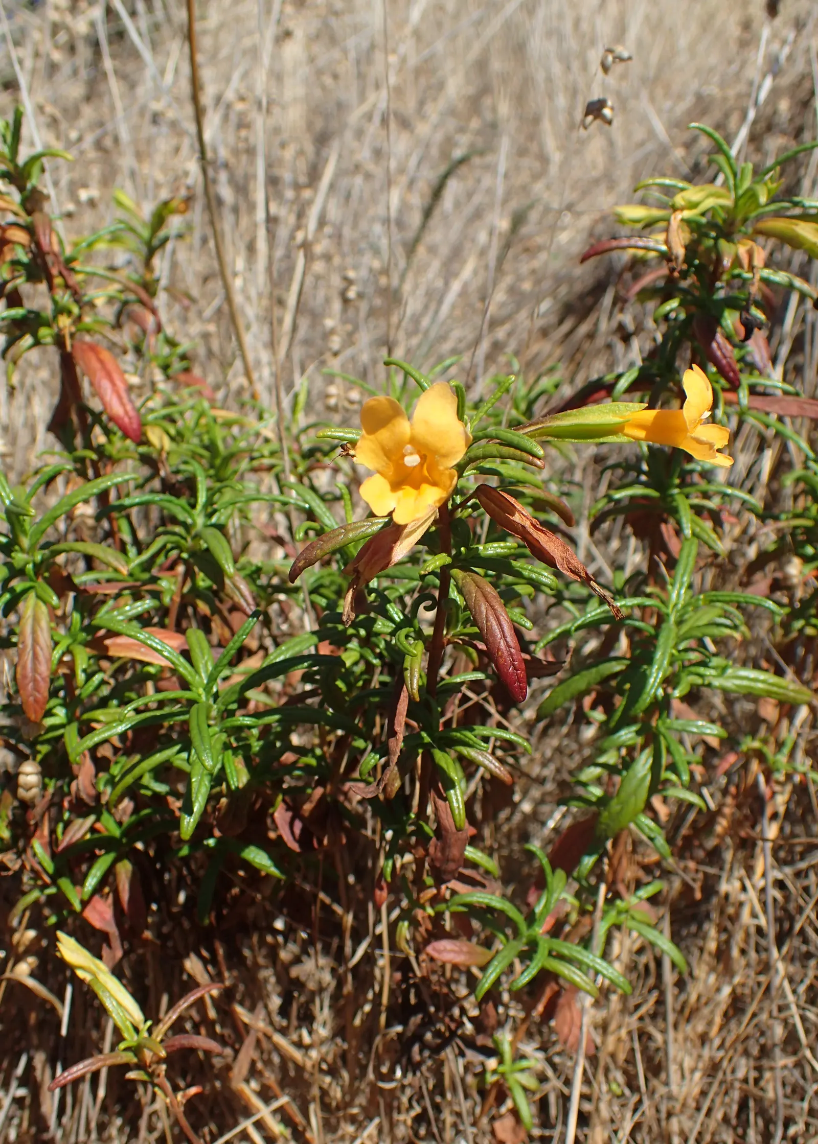 Orange Monkey Flower (Mimulus 'Orange') — is a vibrant perennial boasting bright orange blooms with a unique monkey-face appearance