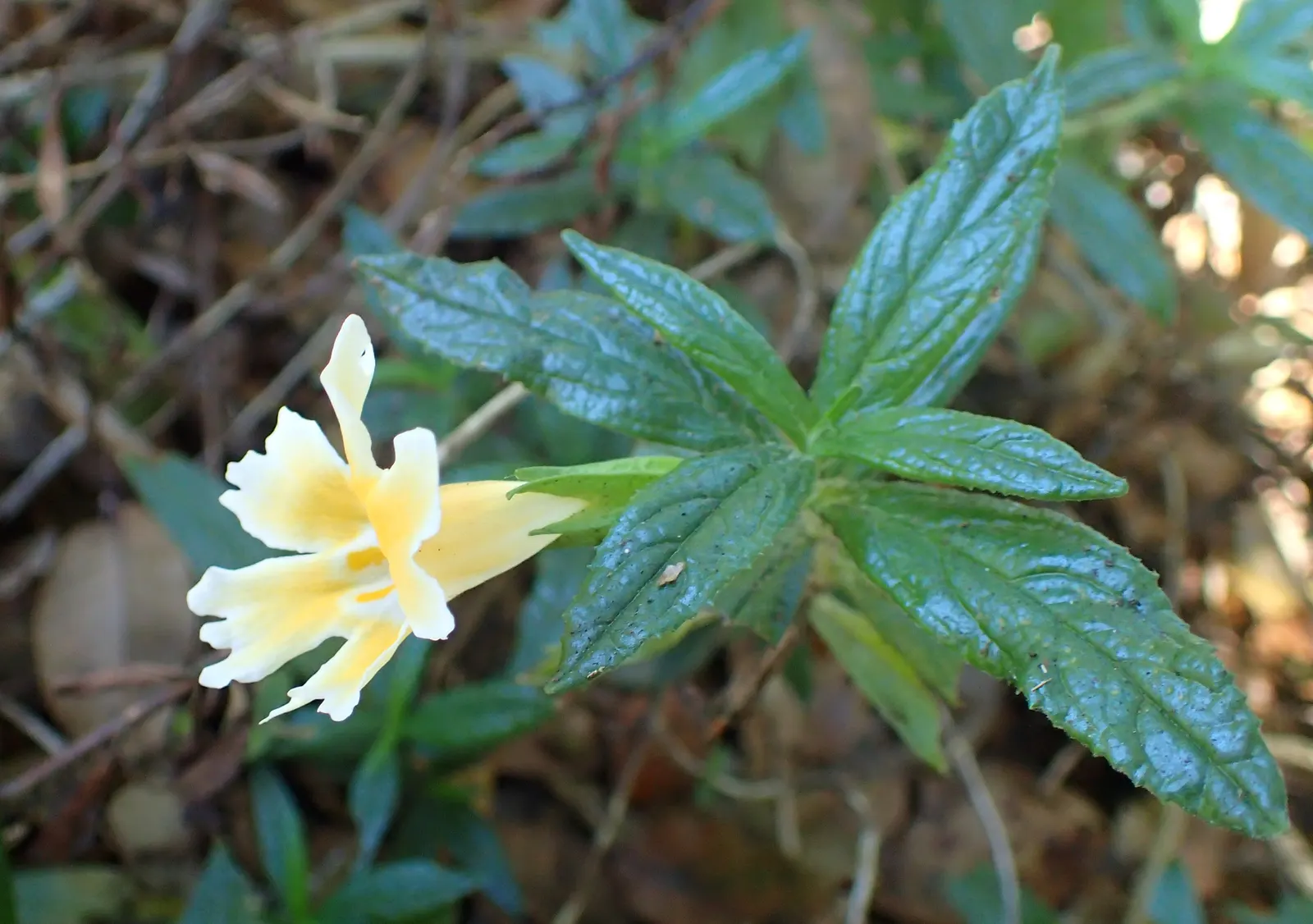 Orange Monkey Flower (Mimulus 'Orange') — commonly known as Orange Monkey Flower; it reaches 1-2 feet in height and spreads up to 2 feet