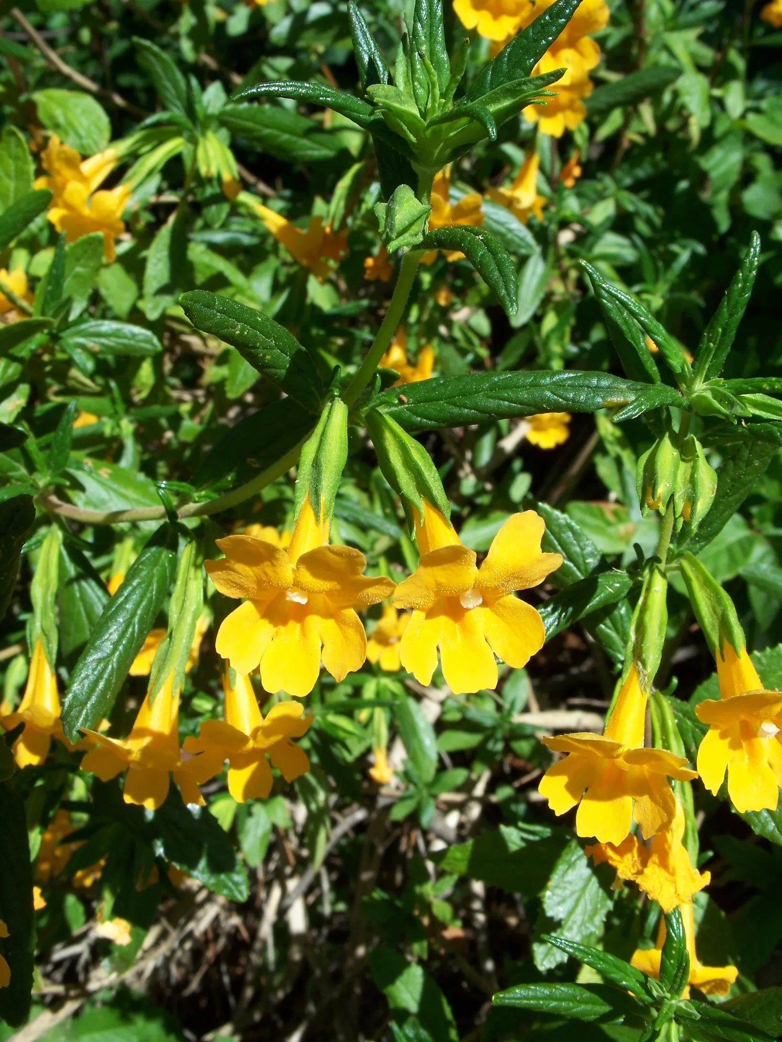 Orange Monkey Flower (Mimulus 'Orange') — It reaches 1-2 feet in height and spreads up to 2 feet