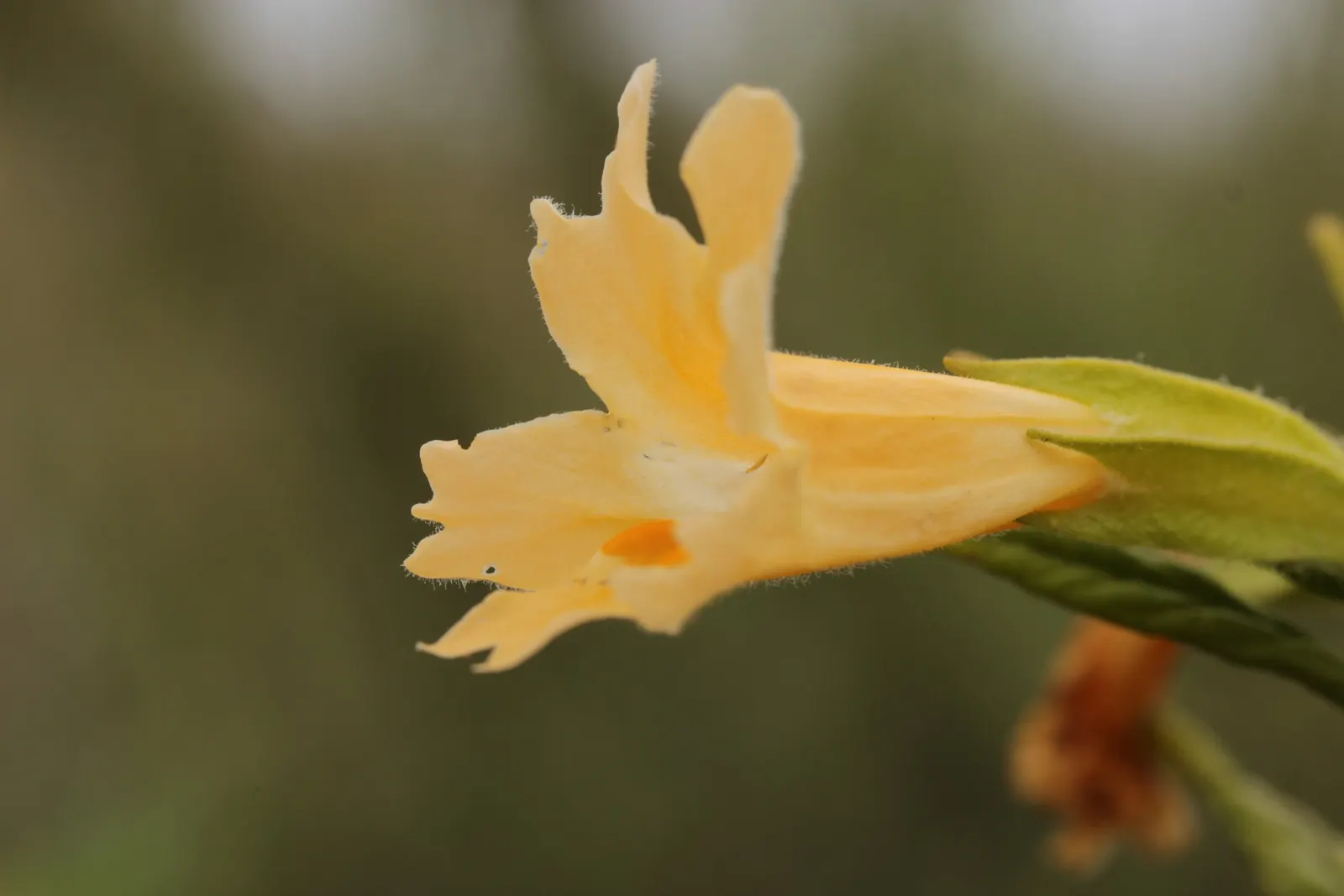 Orange Monkey Flower (Mimulus 'Orange') — enduring color that's both low-maintenance and enchanting