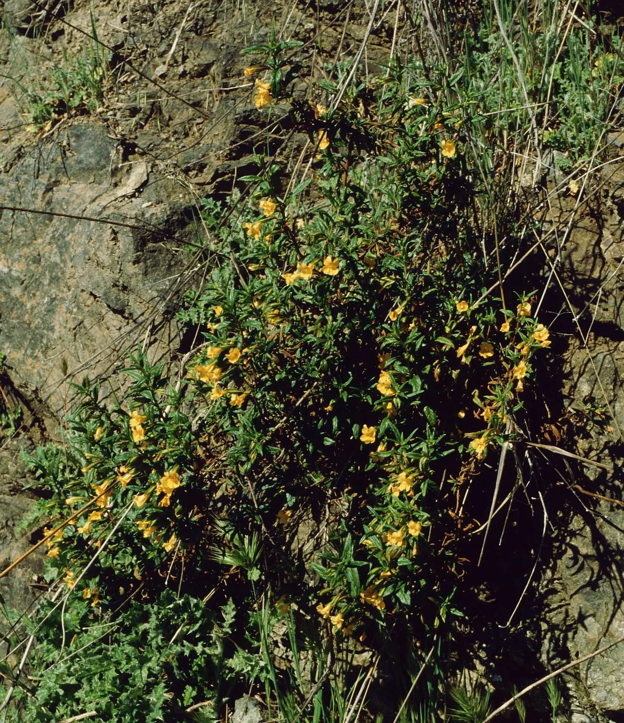 Orange Monkey Flower (Mimulus 'Orange') — The Orange Monkey Flower reaches a modest height of 1 to 2 feet tall and spans approximately 1 foot wide