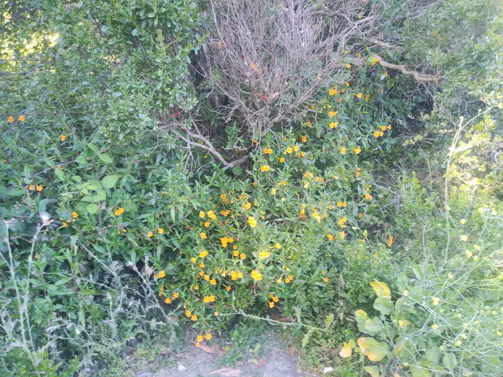 Orange Monkey Flower (Mimulus 'Orange') — and a slightly acidic to neutral pH is beneficial for optimal growth