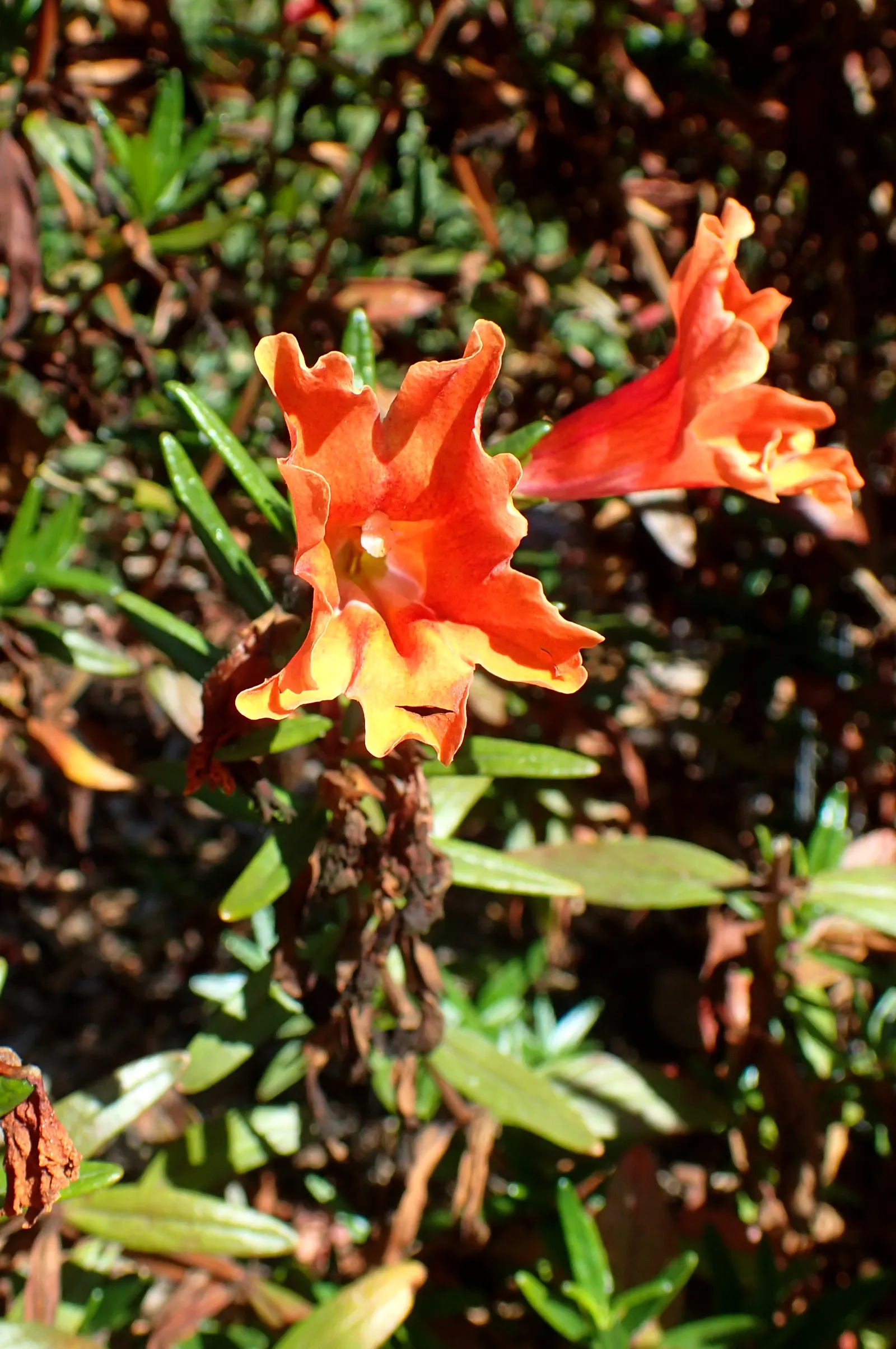 Orange Monkey Flower (Mimulus 'Orange') — tolerating short periods of drought once established.<br><br>Blooming mainly from late spring to mid-summer; mimulus