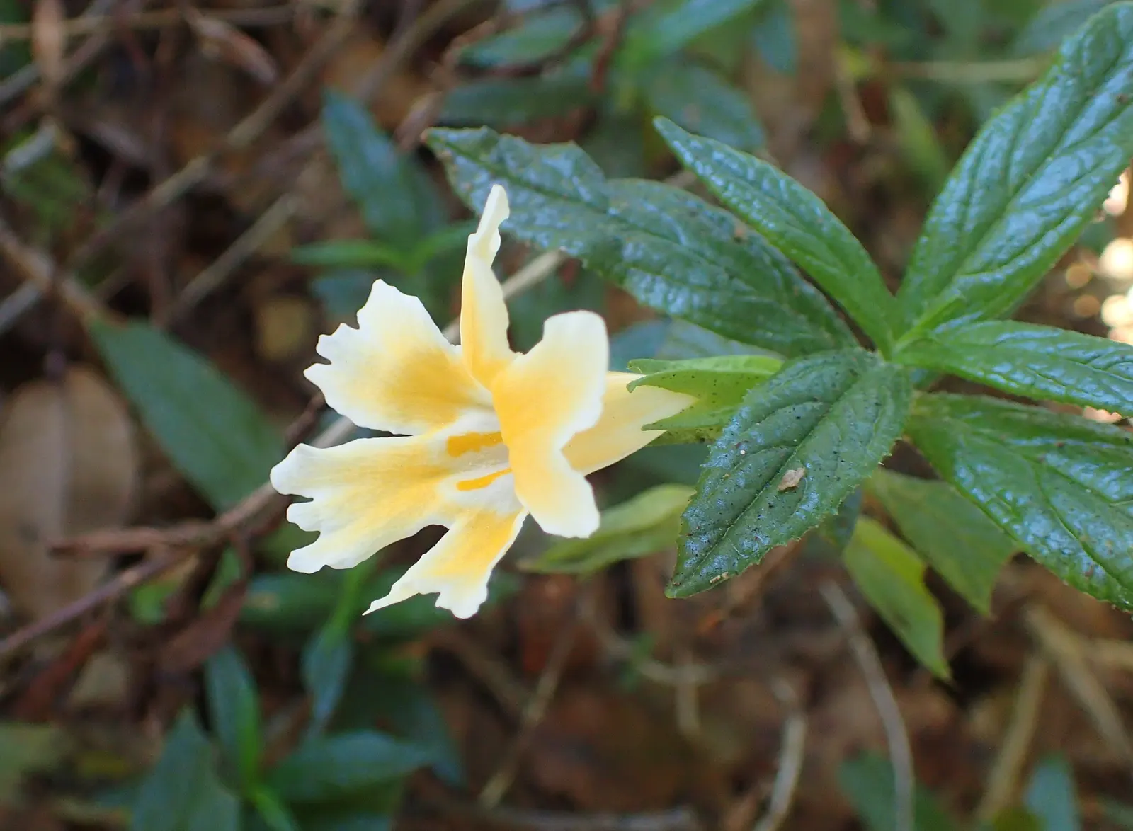 Orange Monkey Flower (Mimulus 'Orange') — orange flowers in the garden