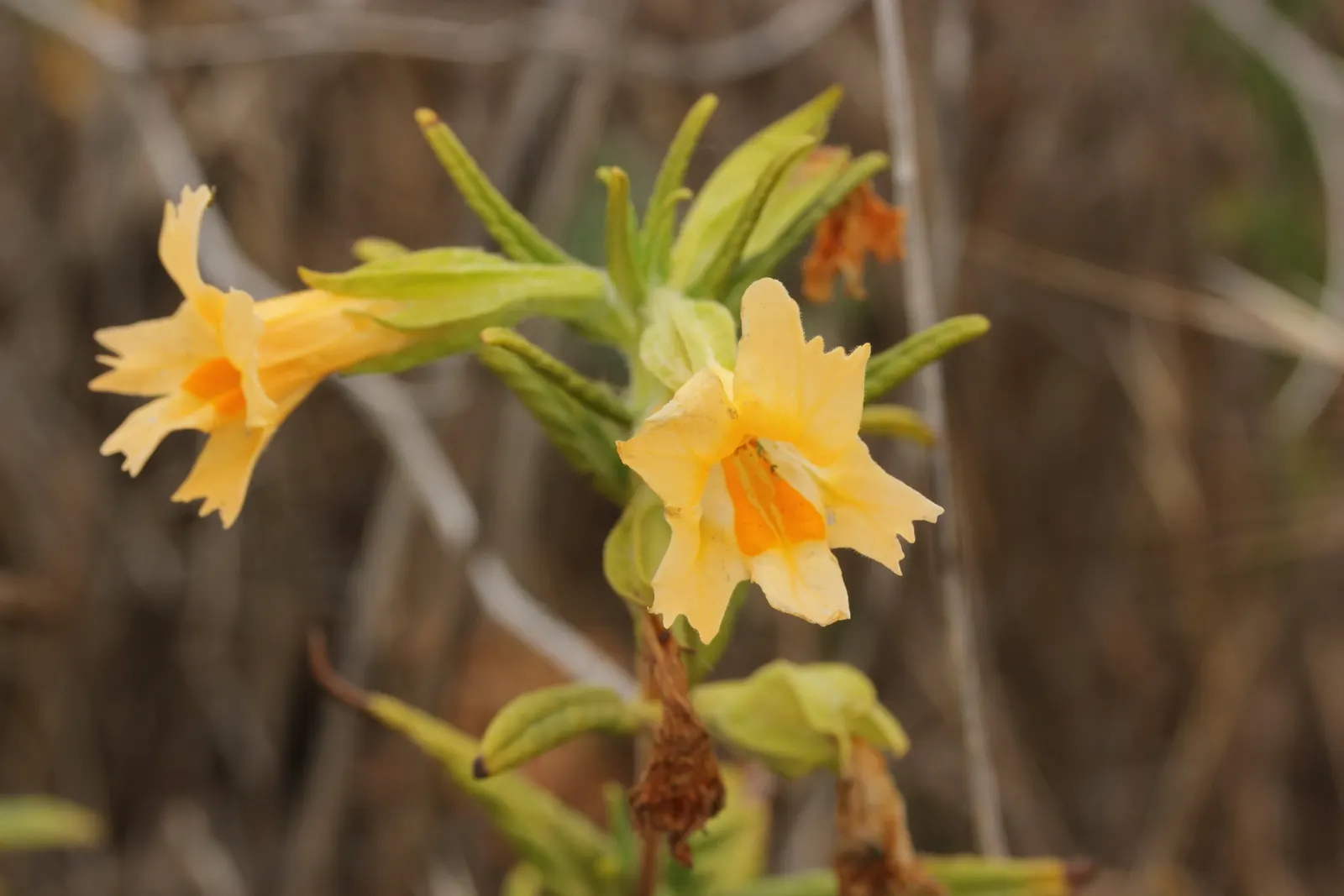 Orange Monkey Flower (Mimulus 'Orange') — Hardy in USDA zones 9-11, it thrives in full sun to partial shade and prefers moist, well-draining soil, image 55