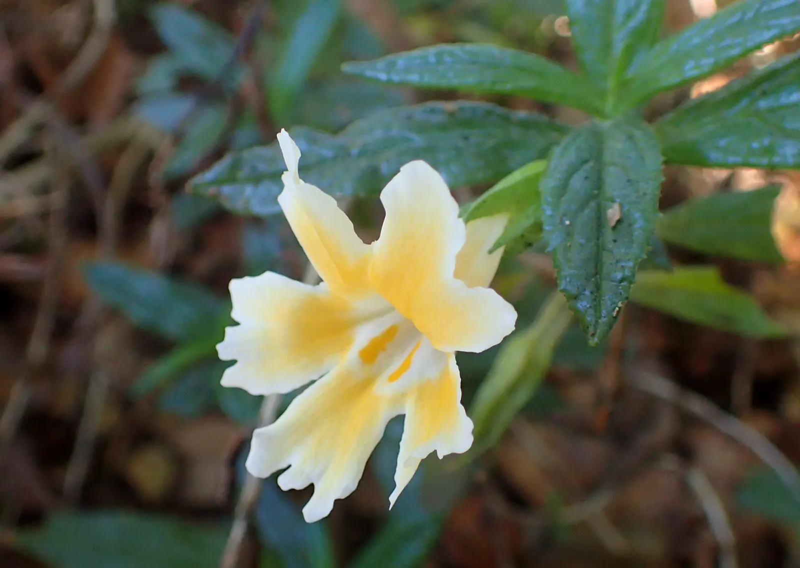 Orange Monkey Flower (Mimulus 'Orange') — native to the western United States