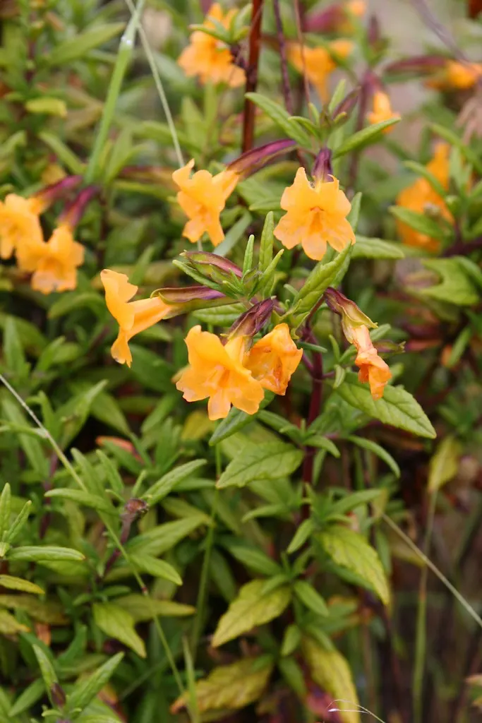 Orange Monkey Flower (Mimulus 'Orange') — exemplifying resilience in varying climates