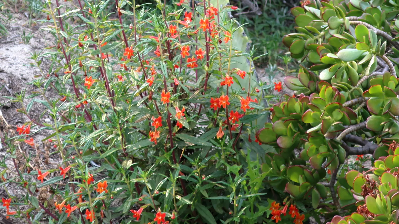 Orange Monkey Flower (Mimulus 'Orange') — orange flowers in the garden; thrives across USDA Hardiness Zones 6 to 10