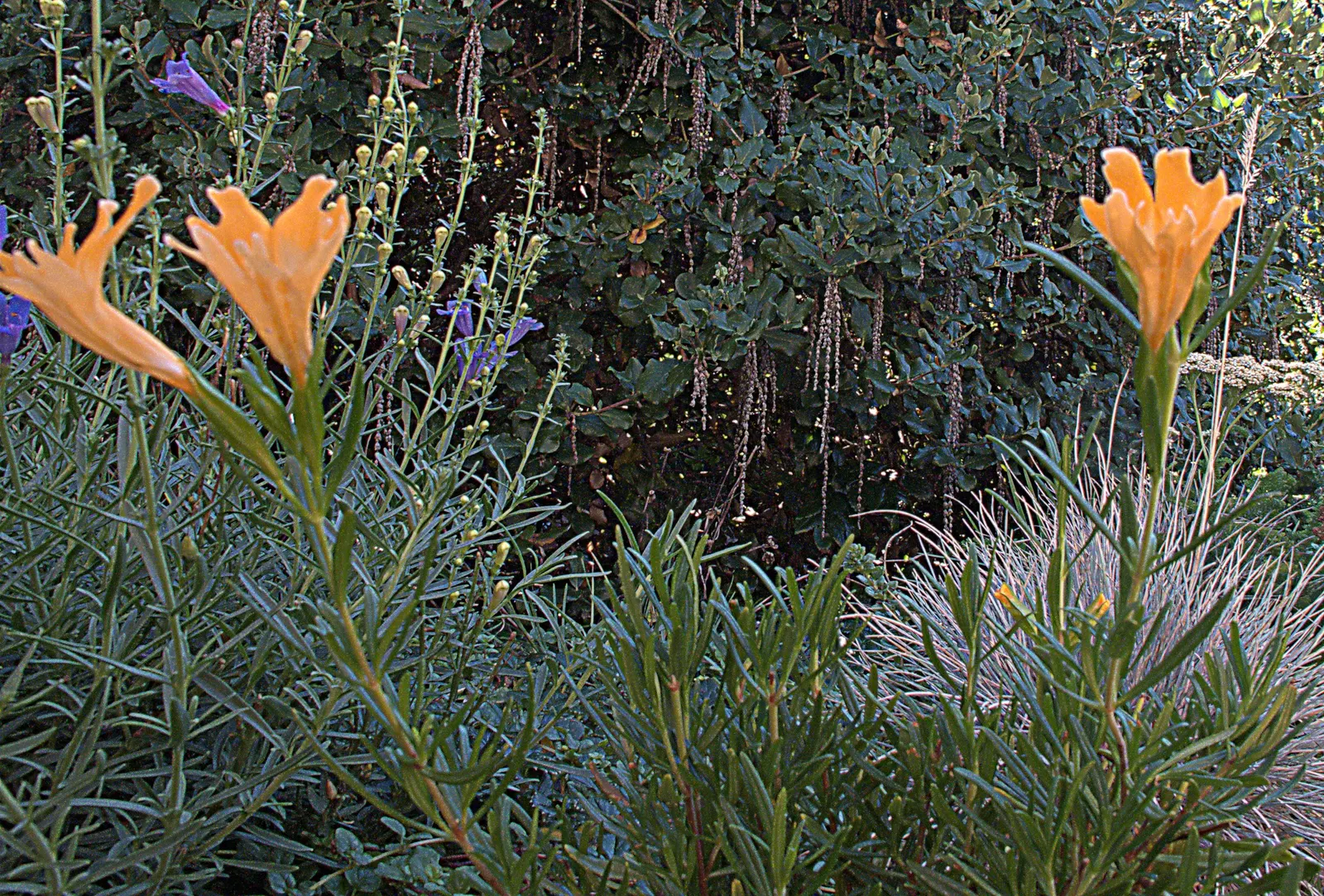 Orange Monkey Flower (Mimulus 'Orange') — mimicking its natural streamside habitat