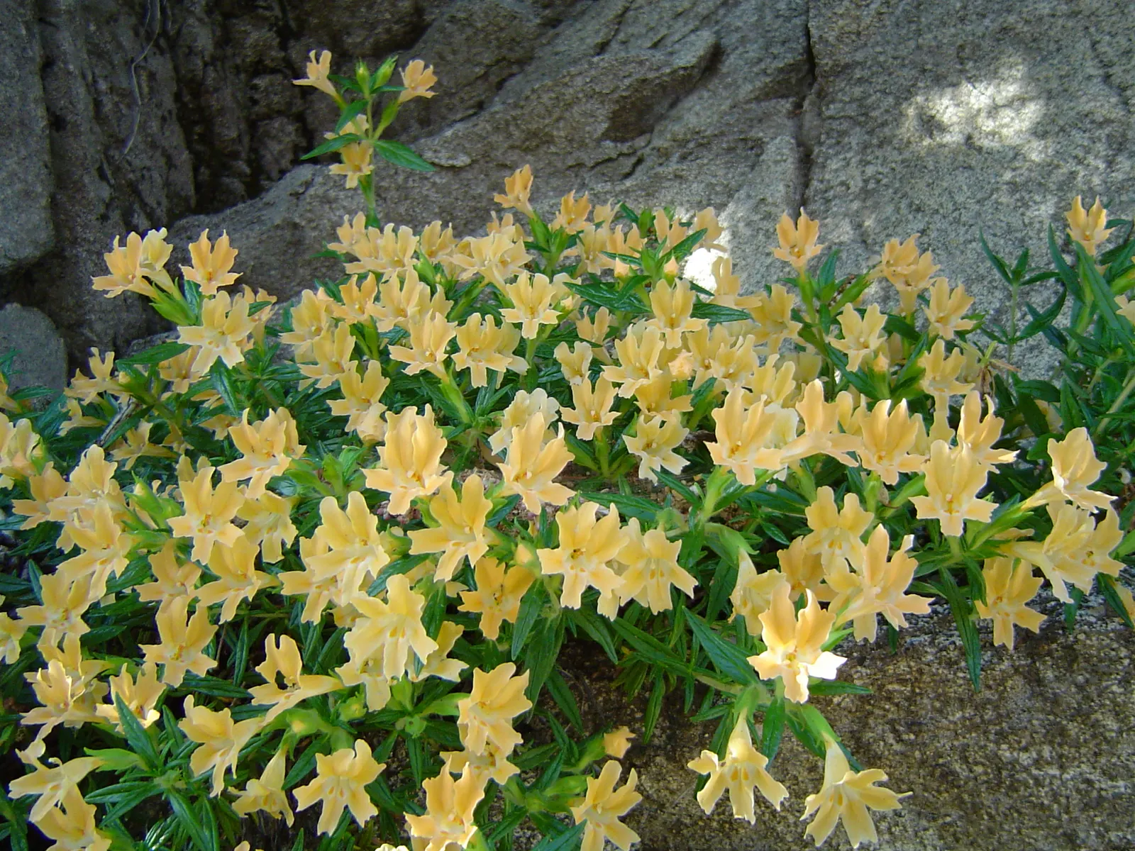 Orange Monkey Flower (Mimulus 'Orange') — adding both ecological value and visual interest to your garden