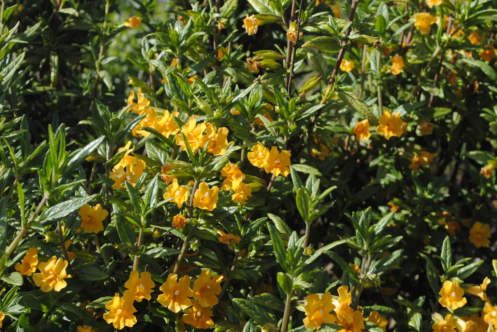 Orange Monkey Flower (Mimulus 'Orange') — tolerating short periods of drought once established.<br><br>Blooming mainly from late spring to mid-summer