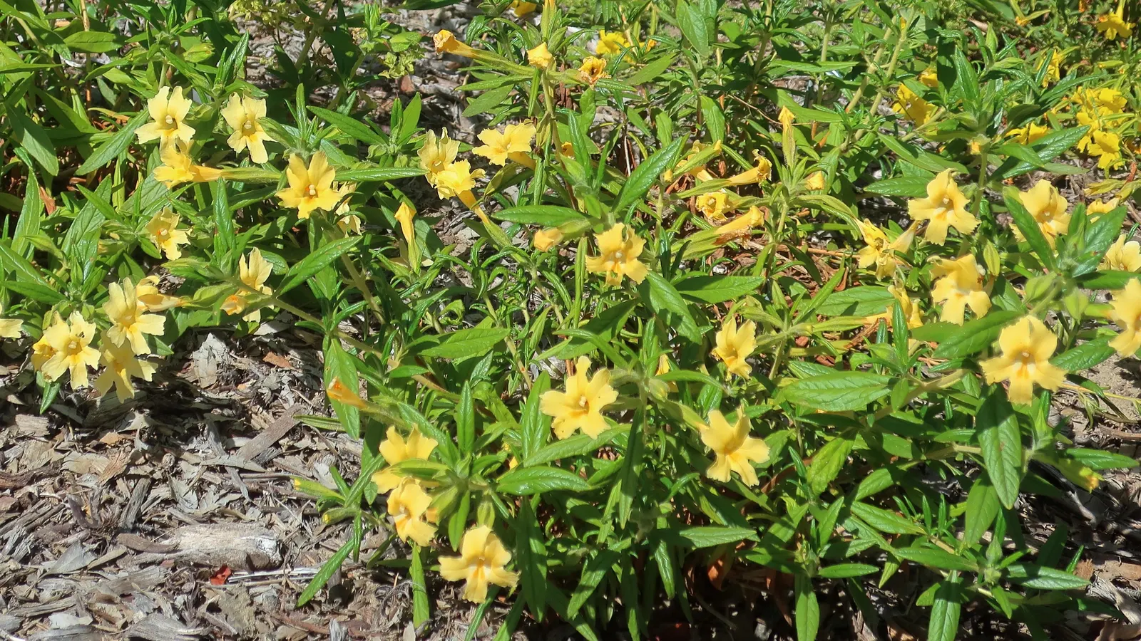 Orange Monkey Flower (Mimulus 'Orange') — the Orange Monkey Flower offers a long-lasting display of exuberant blooms