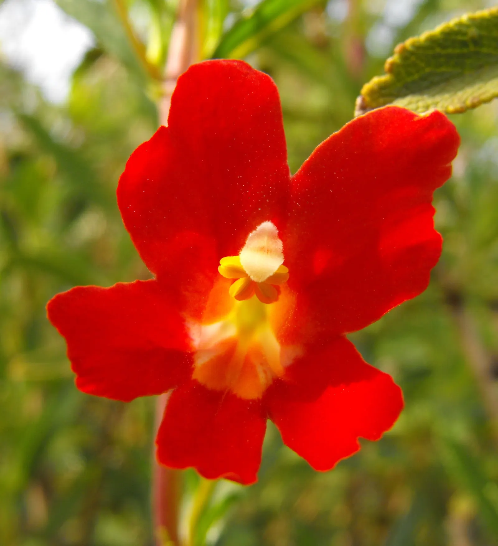 Orange Monkey Flower (Mimulus 'Orange') — Hardy in USDA zones 9-11, it thrives in full sun to partial shade and prefers moist, well-draining soil