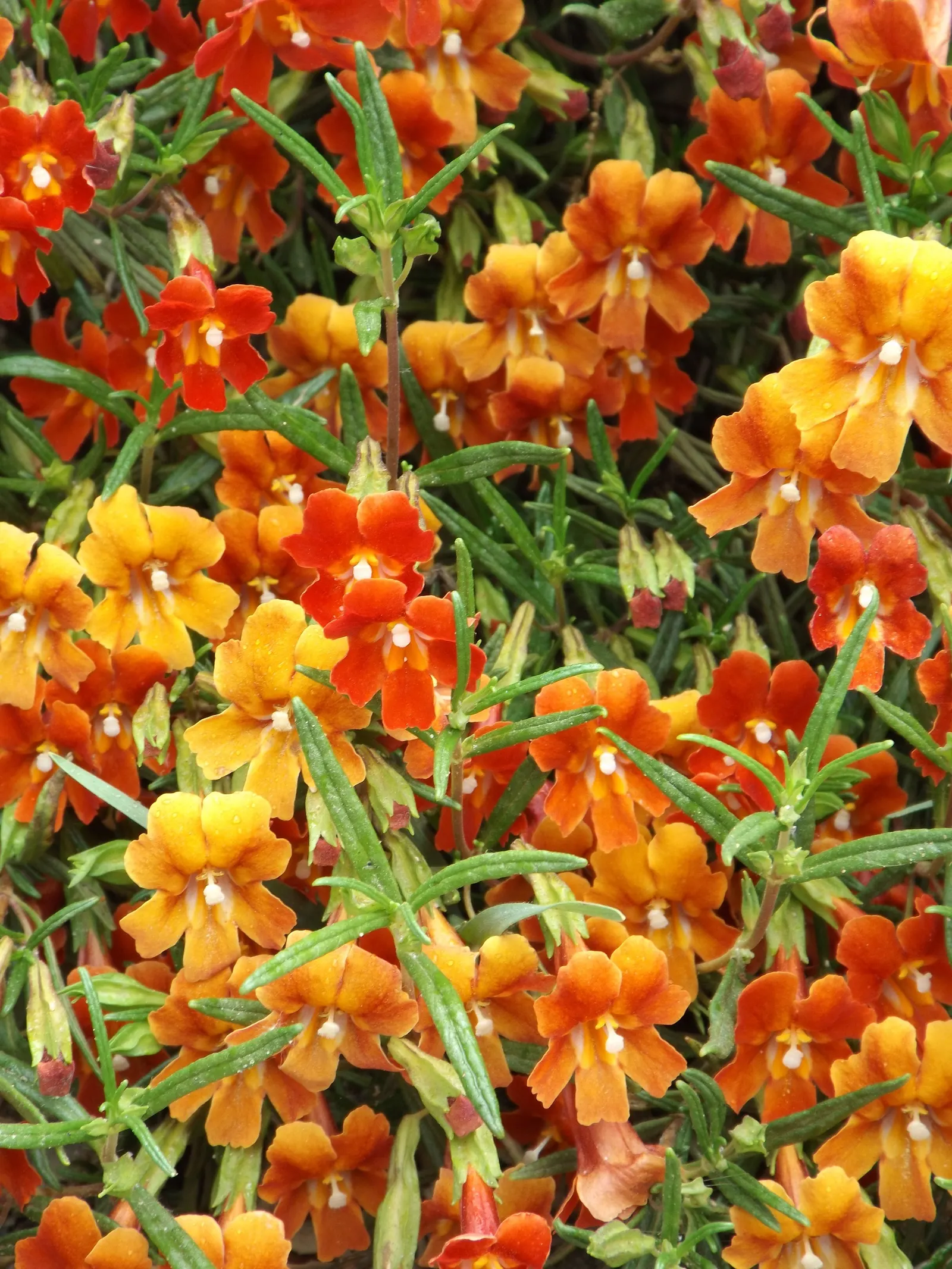 Orange Monkey Flower (Mimulus 'Orange') — perennial with orange blooms; this species is adaptable