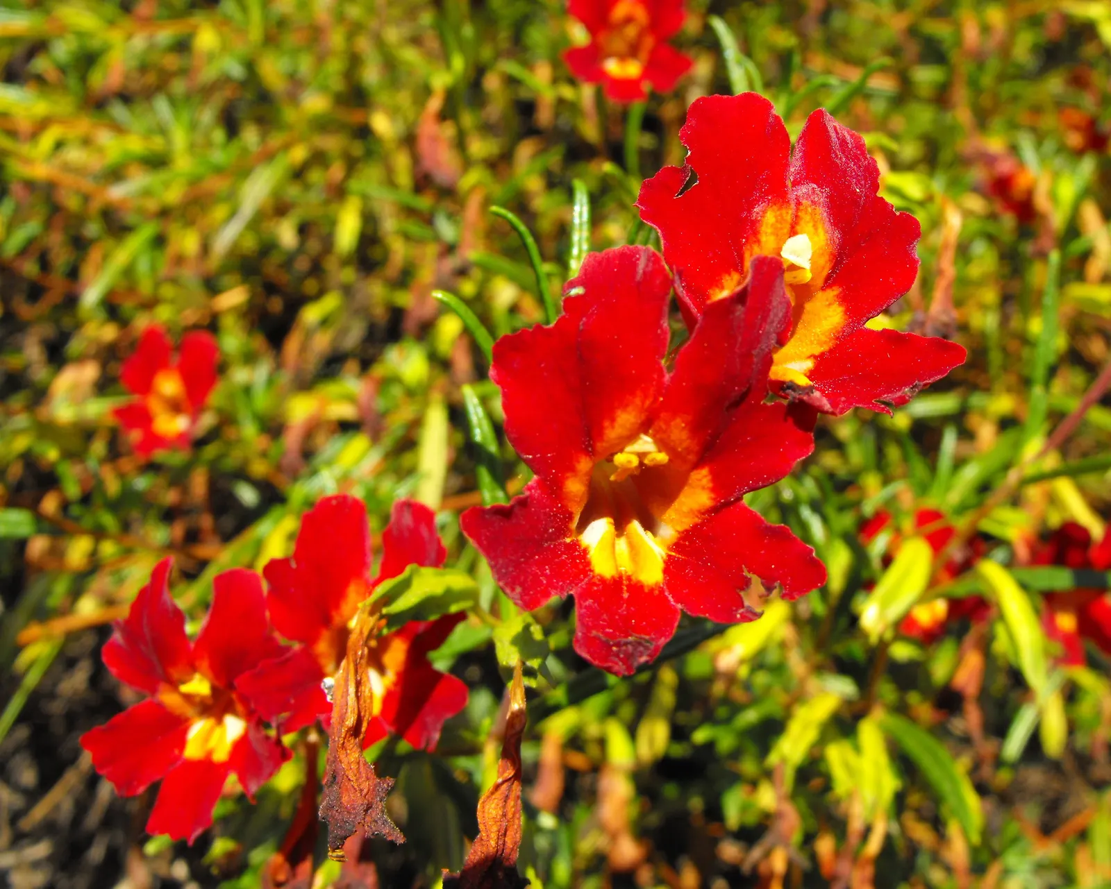 Orange Monkey Flower (Mimulus 'Orange') — commonly referred to as Orange Monkey Flower