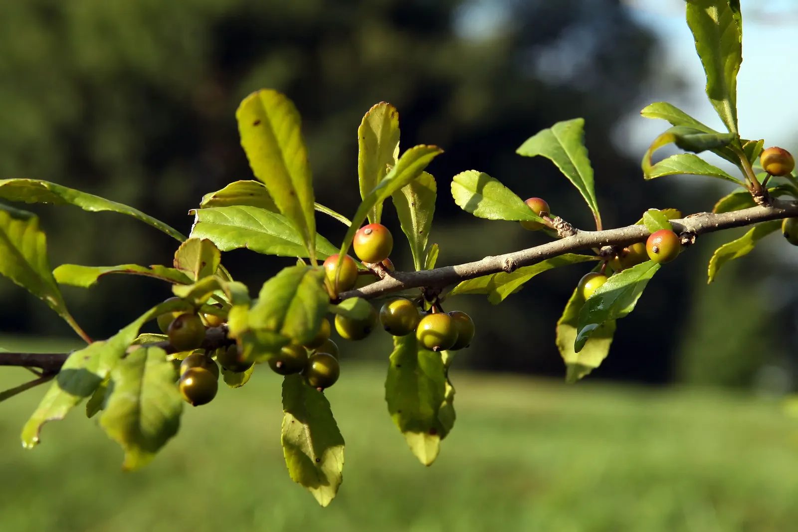 Mapleleaf Viburnum (Viburnum Acerifolium) — is a native deciduous shrub; it can tolerate a variety of conditions but avoids excessively wet or heavily