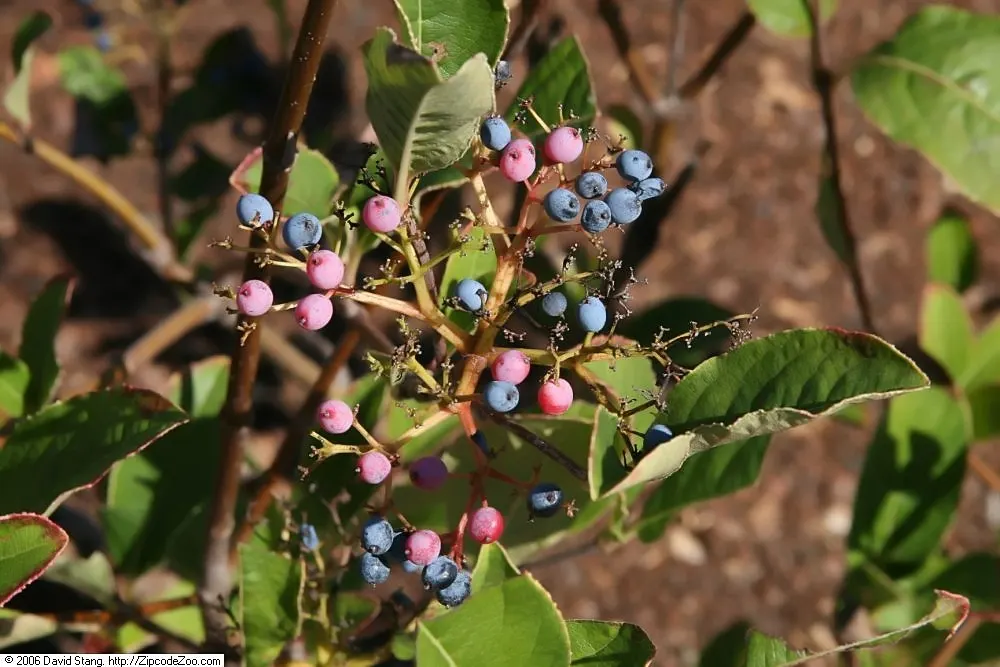 Mapleleaf Viburnum (Viburnum Acerifolium) — which provide a subtle yet elegant appeal
