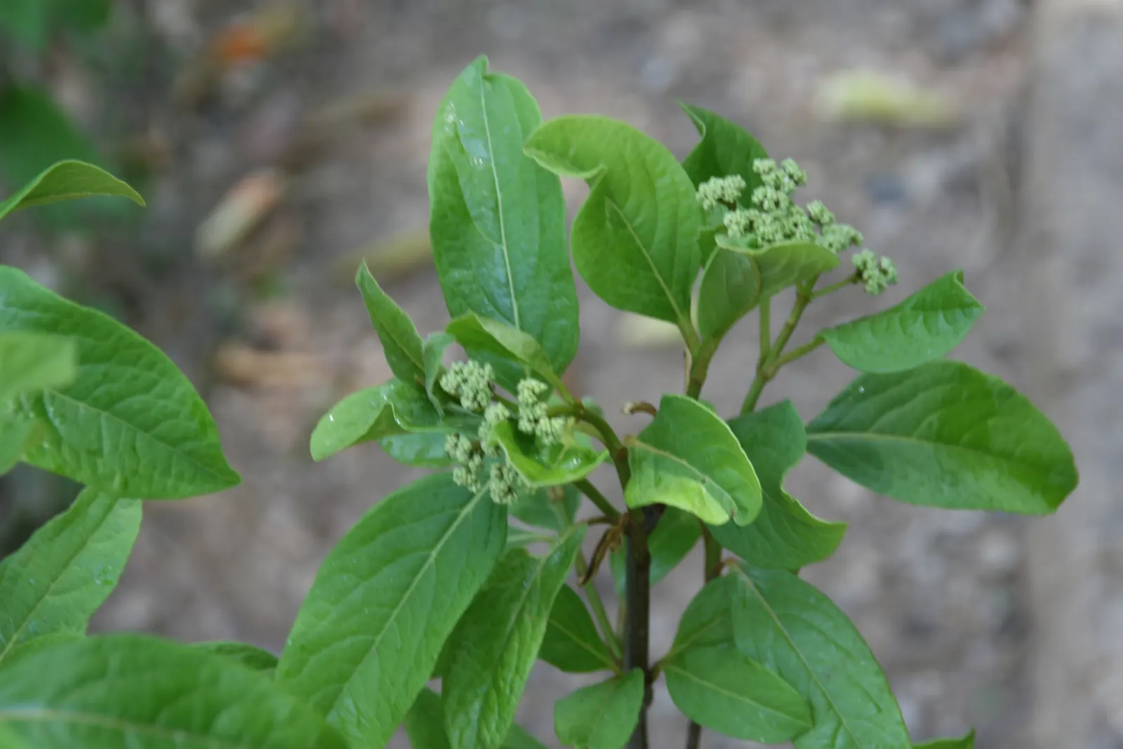 Mapleleaf Viburnum (Viburnum Acerifolium) — This resilient shrub lends natural charm and seasonal interest