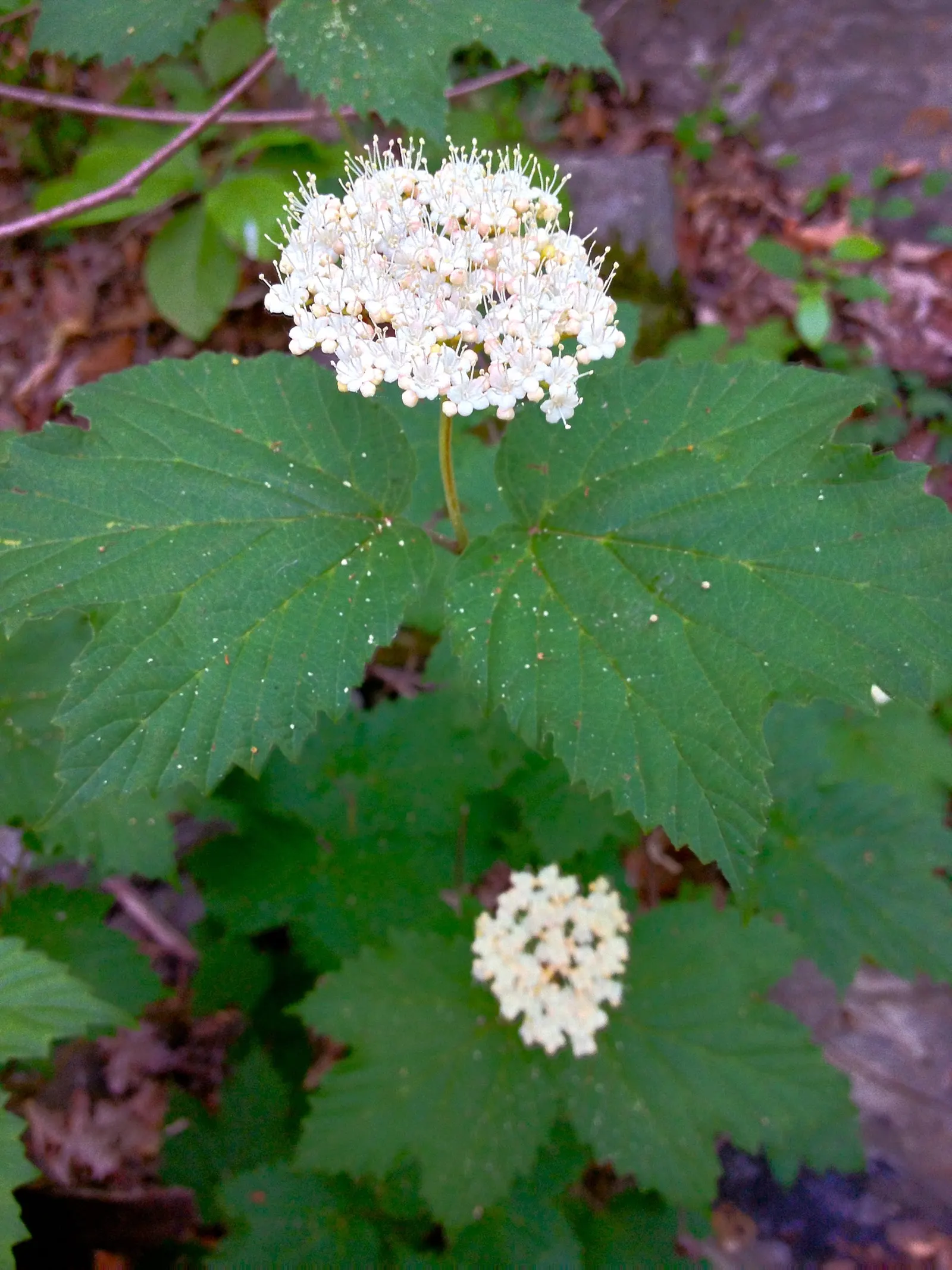 Mapleleaf Viburnum (Viburnum Acerifolium) — Mapleleaf Viburnum (Viburnum acerifolium) is a versatile shrub native to North America; maple-like, image 59