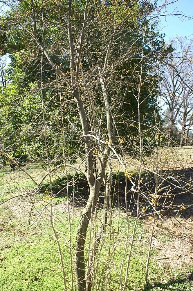 Mapleleaf Viburnum (Viburnum Acerifolium) — well-drained soil with a slightly acidic to neutral pH; prefers partial to full shade and enjoys moist