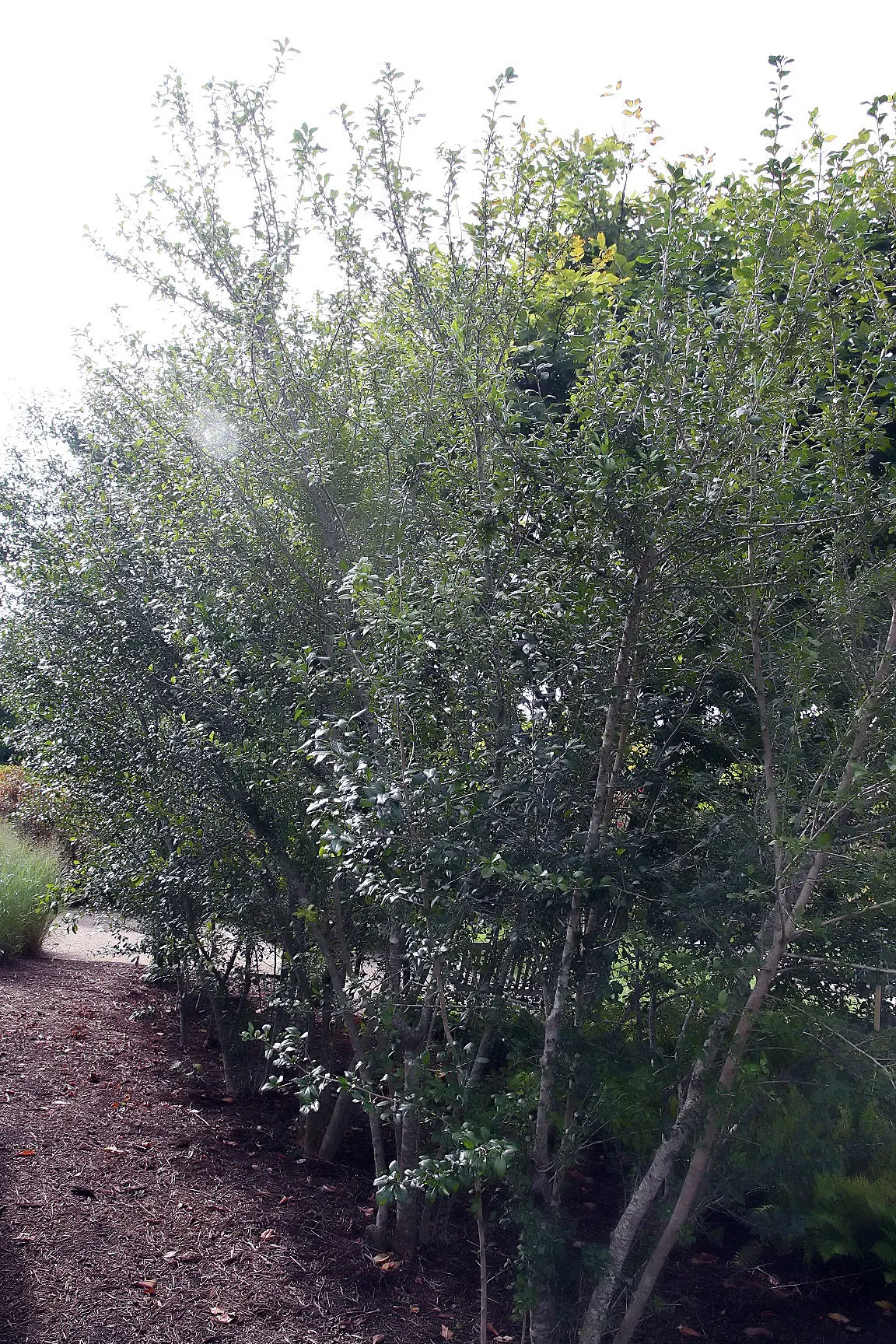 Mapleleaf Viburnum (Viburnum Acerifolium) — Spring welcomes white flowers, followed by blackish berries that attract wildlife