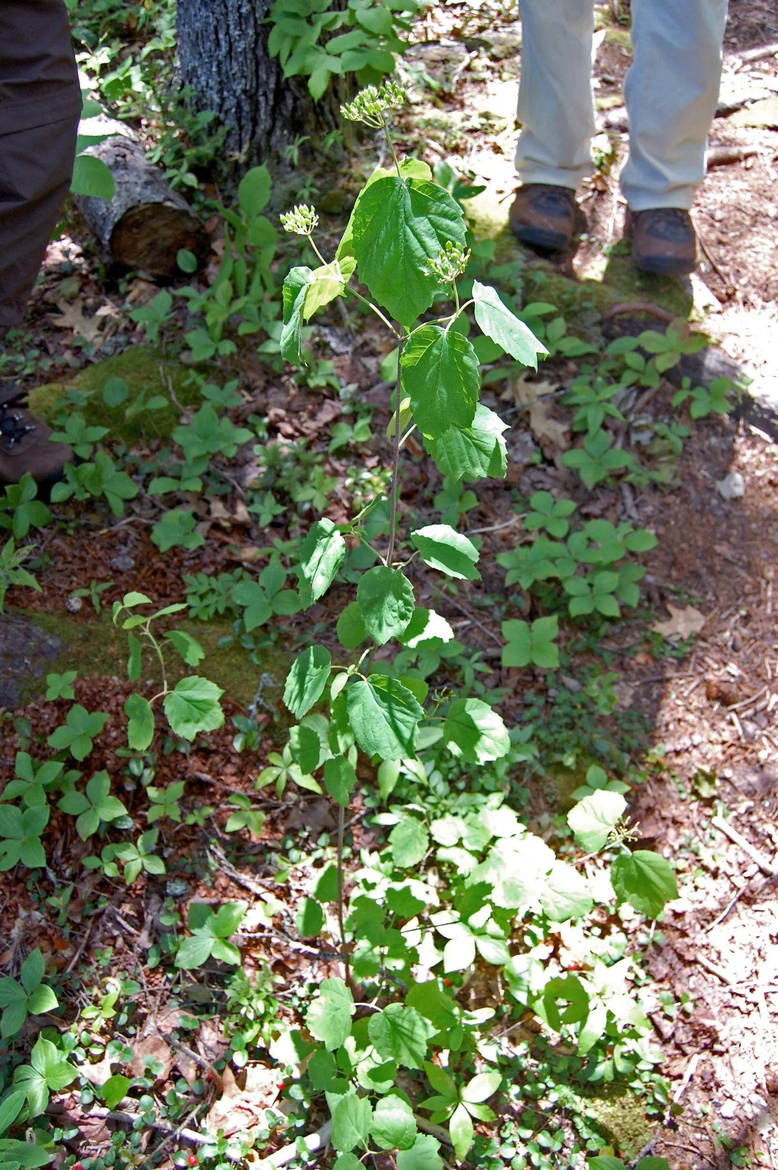 Mapleleaf Viburnum (Viburnum Acerifolium) — Mapleleaf Viburnum (Viburnum acerifolium) is a versatile shrub native to North America; maple-like leaves that turn