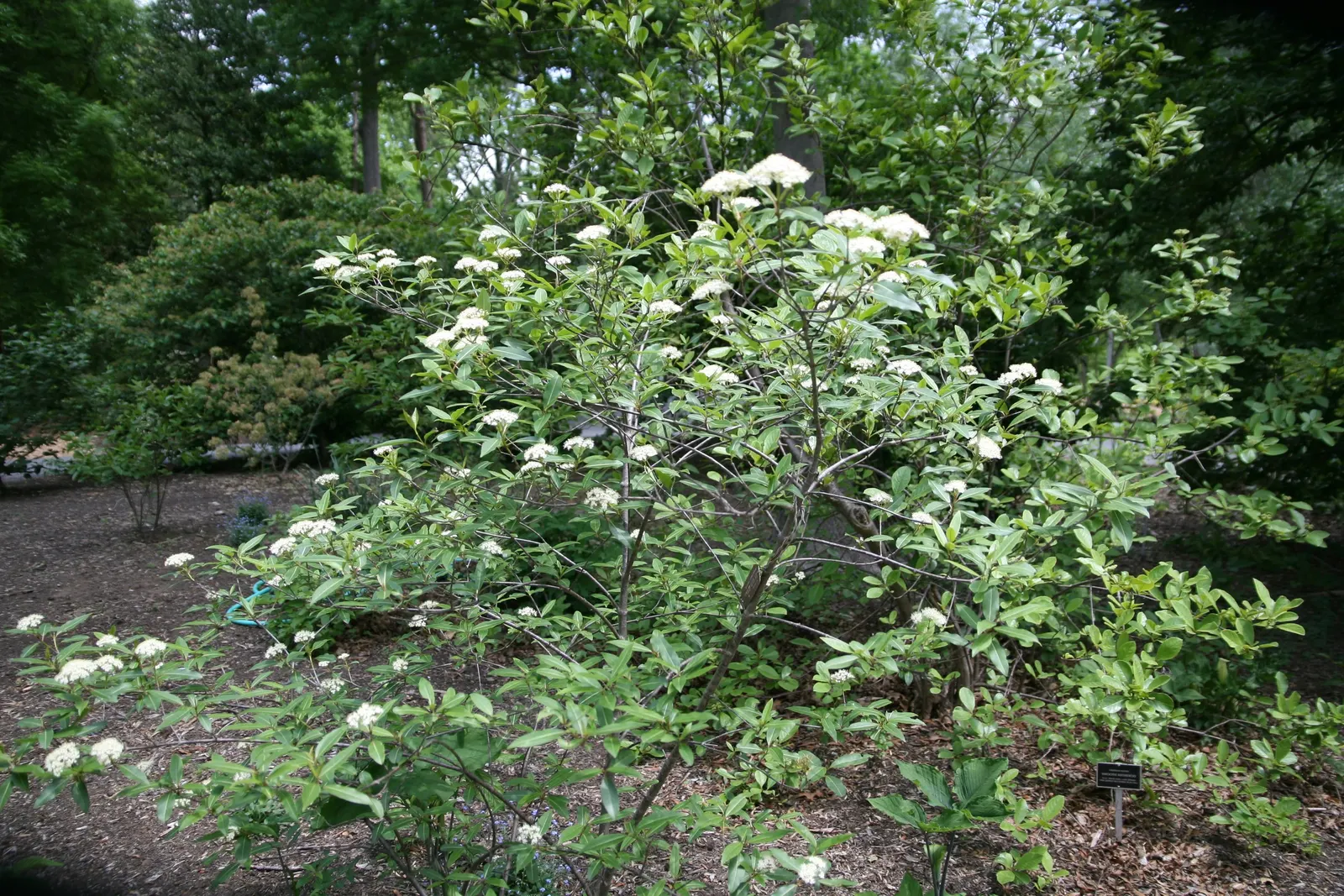 Mapleleaf Viburnum (Viburnum Acerifolium) — shrub for full or half