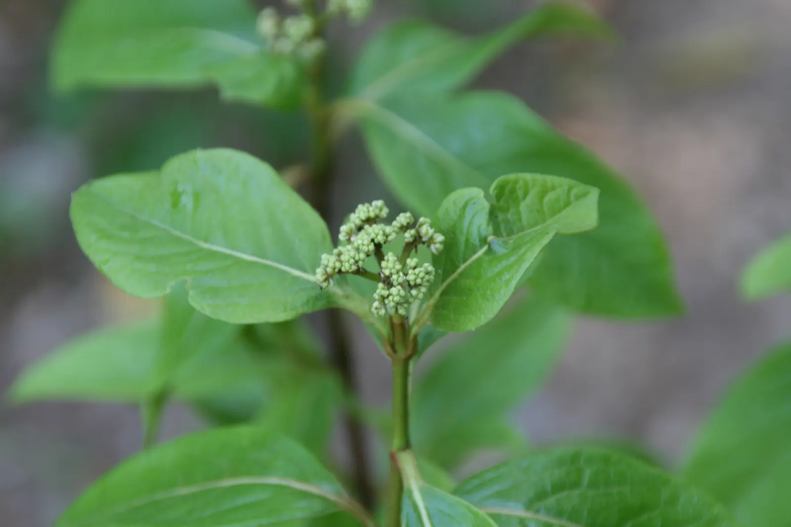 Mapleleaf Viburnum (Viburnum Acerifolium) — are 2 to 5 inches long with three distinct lobes; mapleleaf Viburnum (Viburnum acerifolium) is a versatile shrub