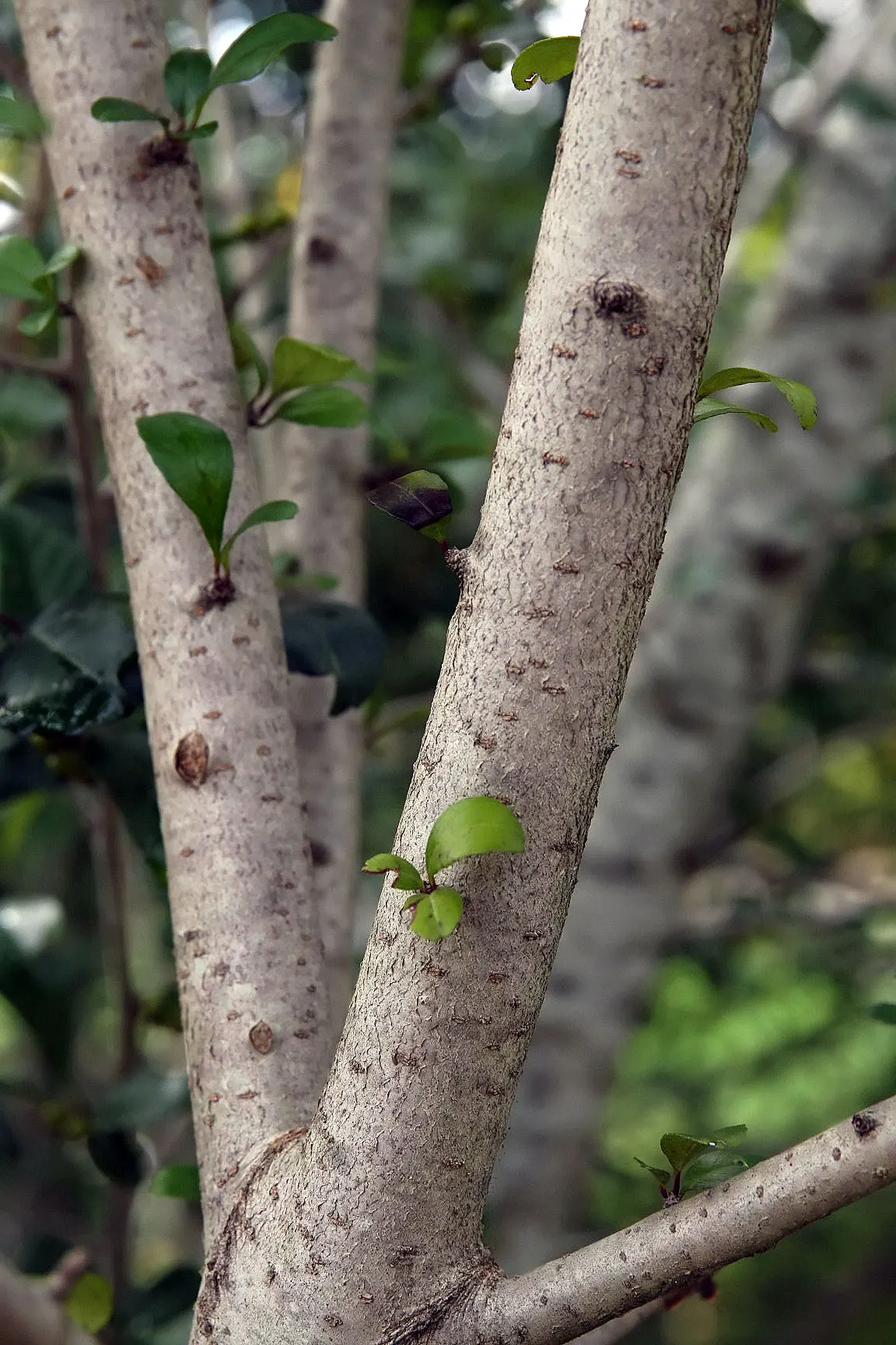 Mapleleaf Viburnum (Viburnum Acerifolium) — flourishing in USDA zones 4-8