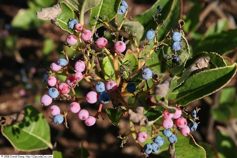 Mapleleaf Viburnum (Viburnum Acerifolium) — are 2 to 5 inches long with three distinct lobes