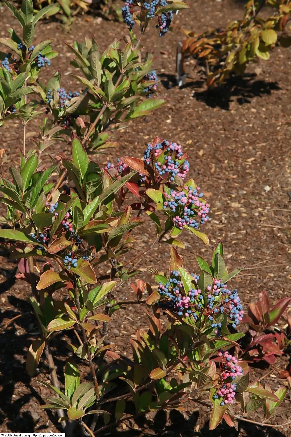 Mapleleaf Viburnum (Viburnum Acerifolium) — Viburnum acerifolium thrives in average; shrub with white blooms
