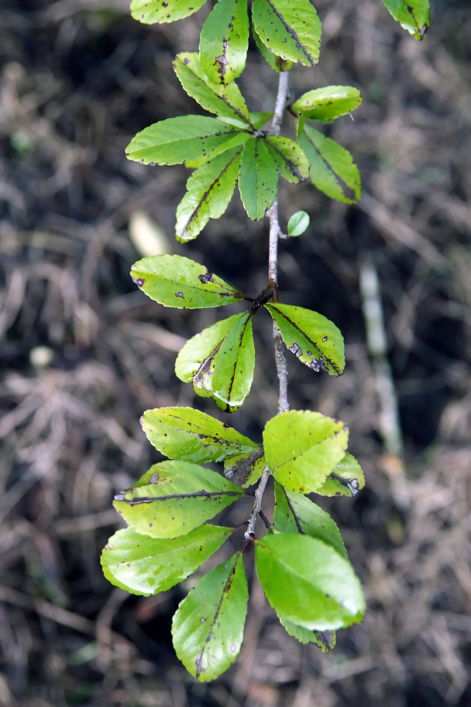 Mapleleaf Viburnum (Viburnum Acerifolium) — Its compact size typically reaches 4 to 6 feet in height and spreads in a similar fashion