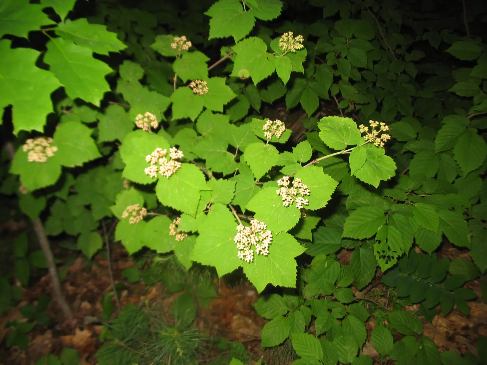 Mapleleaf Viburnum (Viburnum Acerifolium) — making it an excellent choice for enhancing the aesthetic and biodiversity of any garden space; spring welcomes