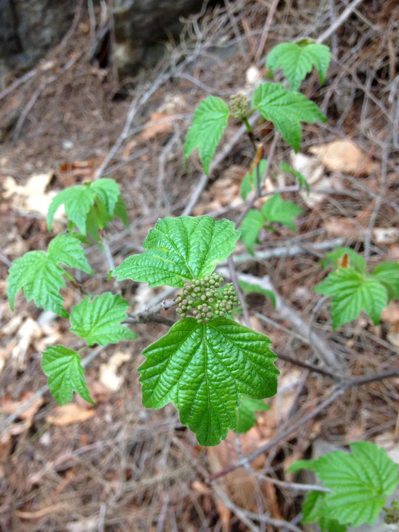 Mapleleaf Viburnum (Viburnum Acerifolium) — measuring 2 to 4 inches across