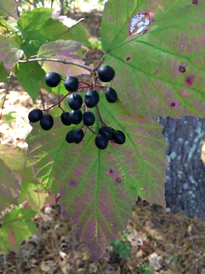 Mapleleaf Viburnum (Viburnum Acerifolium) — scientifically known as Viburnum acerifolium