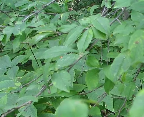 Mapleleaf Viburnum (Viburnum Acerifolium) — measuring 2 to 4 inches across; well-drained soil with a slightly acidic to neutral pH