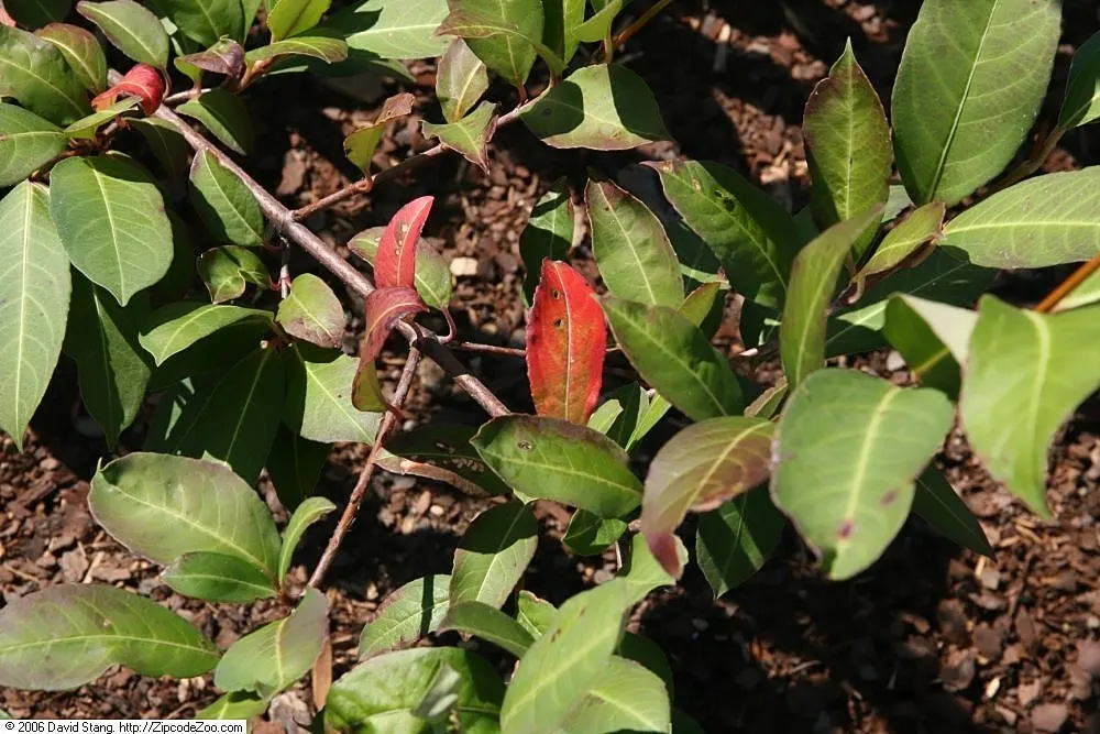 Mapleleaf Viburnum (Viburnum Acerifolium) — Frost-hardy and adaptable; are 2 to 5 inches long with three distinct lobes