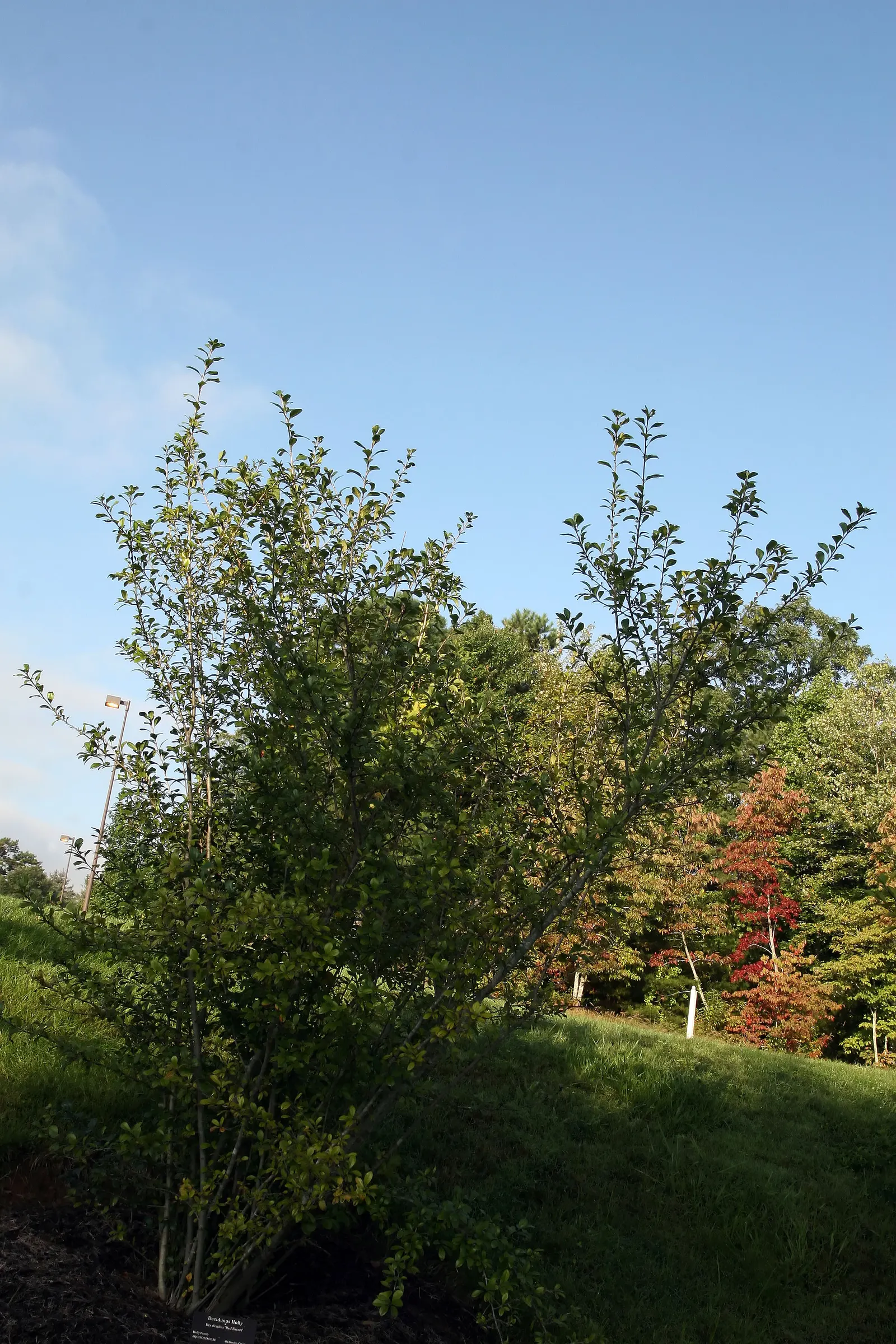 Mapleleaf Viburnum (Viburnum Acerifolium) — turning a striking purple to red hue in the autumn.<br><br>In late spring to early summer