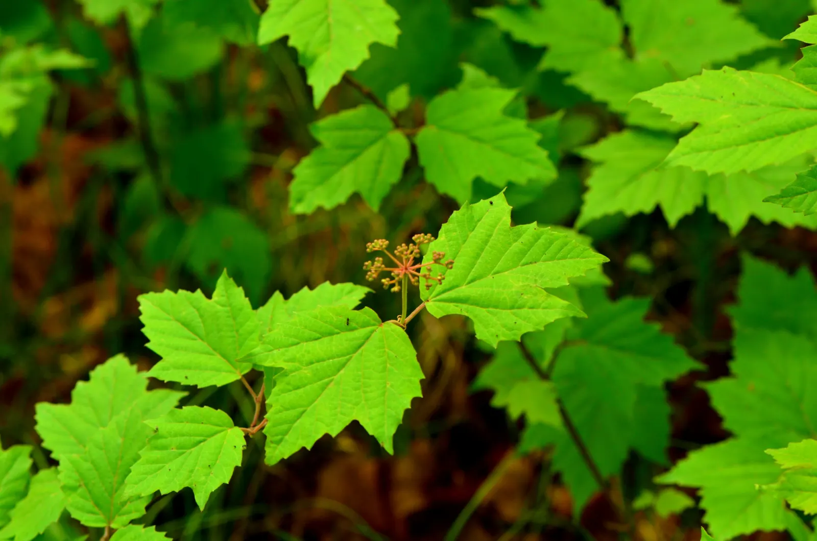 Mapleleaf Viburnum (Viburnum Acerifolium) — maple-like leaves that turn stunning shades of purple and red in fall
