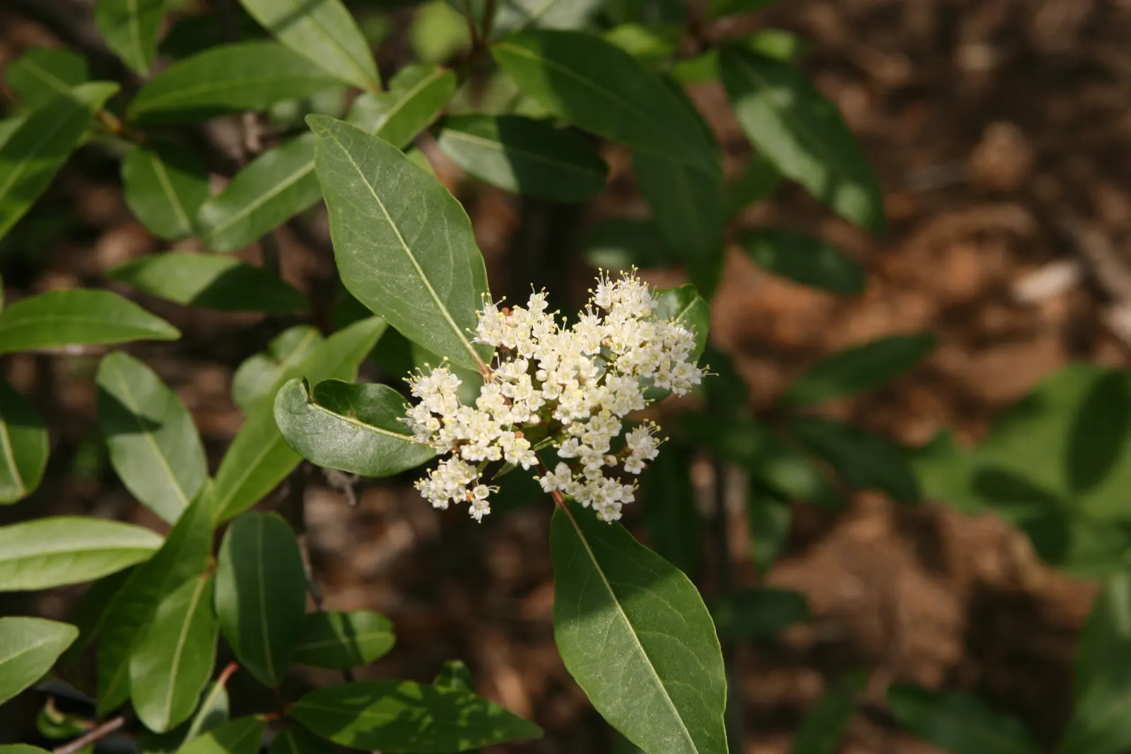 Mapleleaf Viburnum (Viburnum Acerifolium) — maple-like leaves that turn stunning shades of purple and red in fall; this resilient shrub lends natural charm and