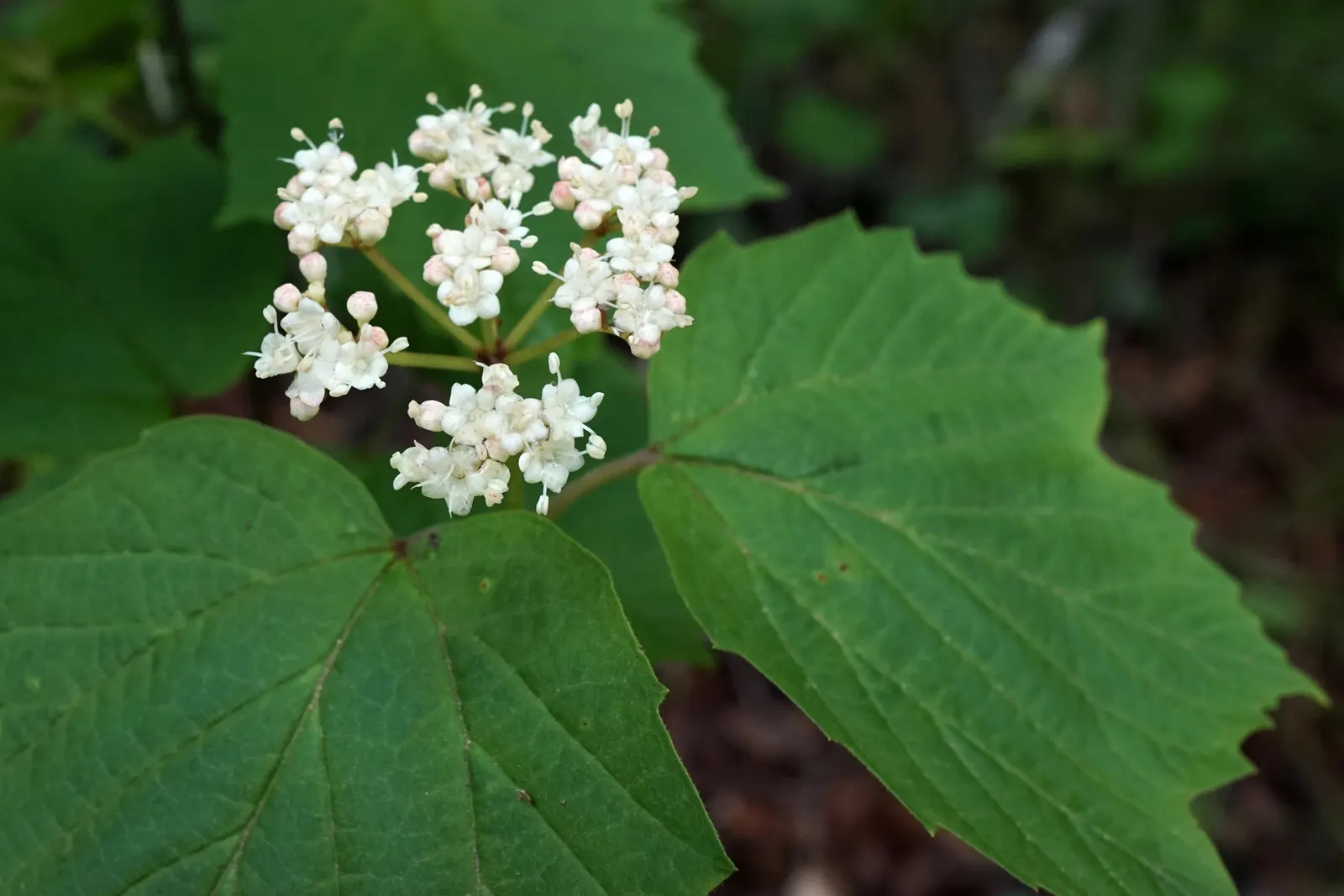 Mapleleaf Viburnum (Viburnum Acerifolium) — offering a multi-season display in the landscape